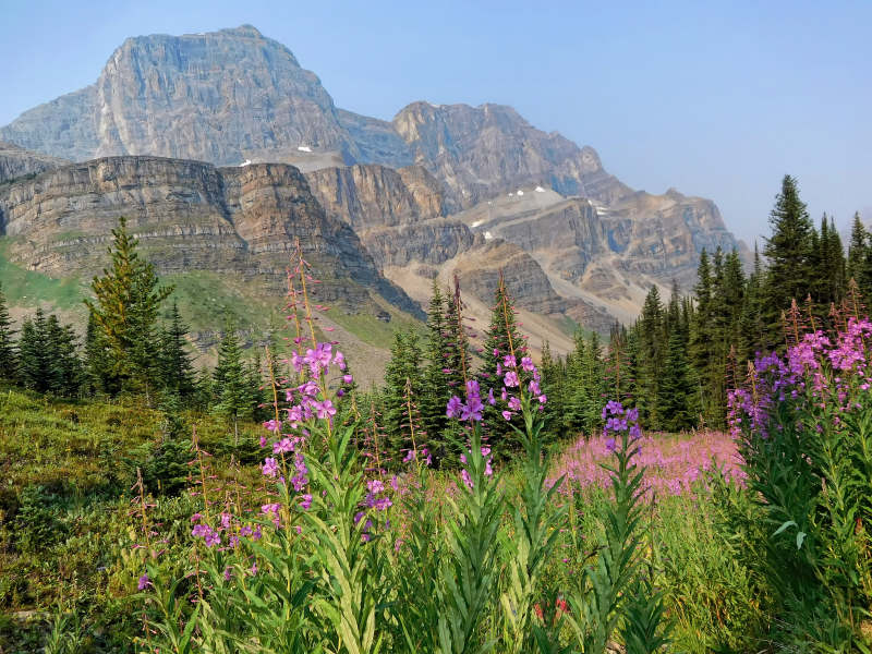 Noseeum Mountain with fireweed